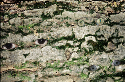 � Copyright Horst Ulbrich