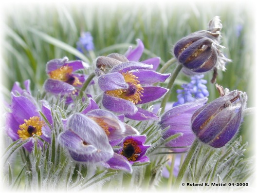 � Copyright - Roland K. Mettel