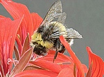 Hummel