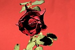 Rote Rose