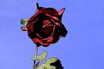 Rote Rose II